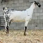 عنز بيشيه رباع دافع صنف الصنف