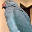 ببغاء دره هولندي