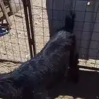 تيس عارضي فل شحم مخصي