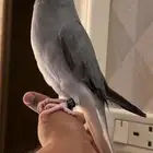 للبيع دره كلير قراي تيل وايت هيد