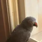 ببغاء كاسكو