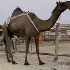 مجهم خفوت طيبه جددا وسلم العذاريب