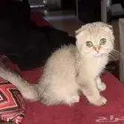 قط كيتن سكوتش