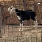 نجدي صنف