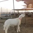 مشروع فحل حري تم البيع