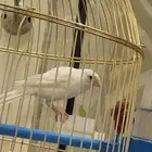 كناري ابيض مغرد