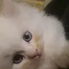2 كيتنز مكس سكوتش شيرازي