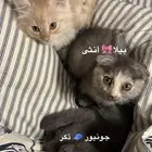 كيتن للبيع سكوتش فولد و روسي