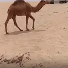 للبيع قعود اشعل