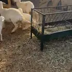 للبيع شاتين تحتها ثنين
