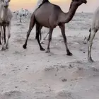 بكره صفراا كفو للبيع