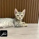 قطط للتبني