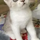 كيتن سكوتش