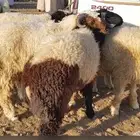 نبيع الاغنام والمواشي جملة ومفرق