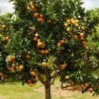مطلوب برتقان مزراع يكون من الشجرة يكون في شوية خضار