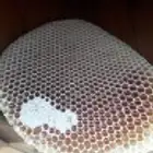 عسل طلح عسل سمرة عسل سدر اصلي مضمون وعلى الشرط