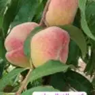 عرض شجر نادر