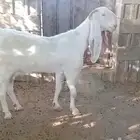 معزا مطوره صنف