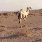 ضروبه للبيع