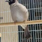 بلبول سوري هدد واليف يفرش ويضرب تحيه