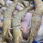 البيع الاسماك المحليه