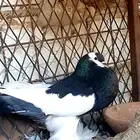 ذكر نفاخ للببع