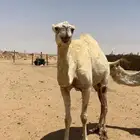 ناقه لقحه لها سبع شهور