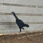 دجاج بكستاني