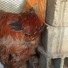 دجاج براهما كولومبي وبوف فاخر للبيع