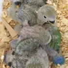 فروخ روز غر محجله مع مرفقات