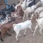 تيوس يمانيه على الشرط