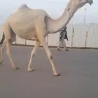 رمانيه لقيه تجذع الوقت ذا على جميع الشروط موقعها بريدة