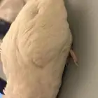 عصفور اليف لابينو