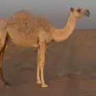 بكرة باتلية وضحاء