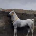 حصان للبيع