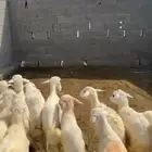 بهم حري