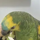 ببغاء امازوني ضايع