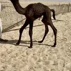 حوار مجهم ضيار تم البيع تم البيع