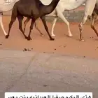 بكره صفراء طيبه بالحيل الساس على عبدان بعير الحريص المطيري