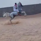 حصان