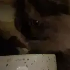 قطوة للتبني