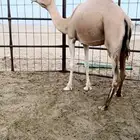 نجران ناقه اصيل منتج