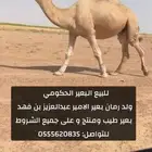 للبيع البعير الحكومي