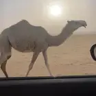 بكره غيثيه