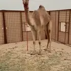 بكره جذعه طيبه ( هجن )