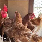 اربع دجاجات لوهمان اصل