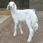 بهم خرفان