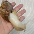 حلزون للبيع
