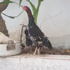 ديك باكستاني 8شهور