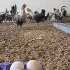 ديكه فيومي شبابي احجام جامبو